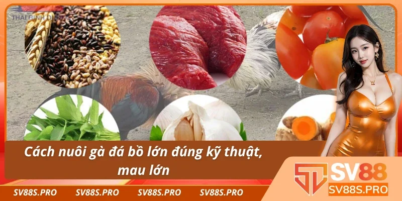 Tổng hợp những bí quyết chăm sóc chiến kê hiệu quả