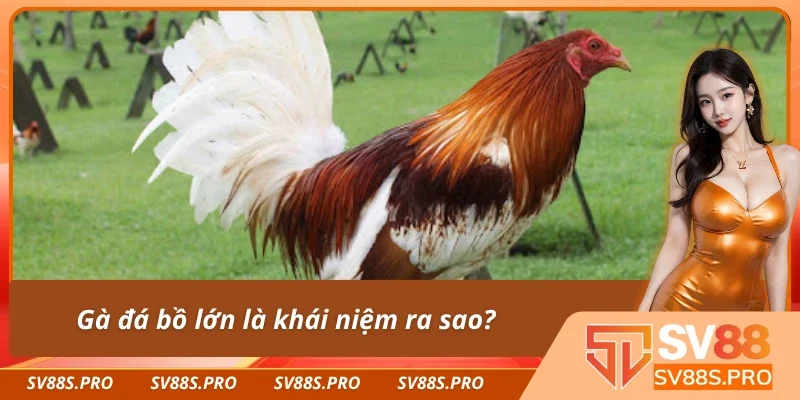 Tìm hiểu thông tin liên quan đến gà đá bồ lớn