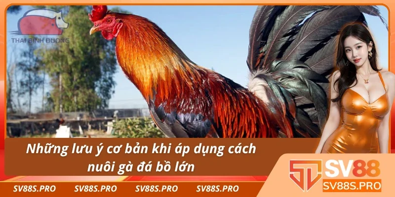 Một số lưu ý khi áp dụng cách nuôi gà đá bồ lớn