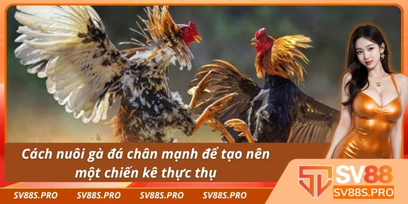 Giới thiệu sơ lược về cách nuôi gà đá chân mạnh