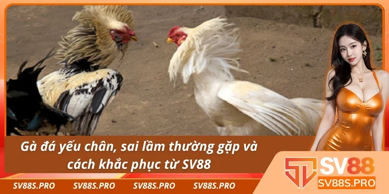 Dinh dưỡng cho gà đá khỏe mạnh