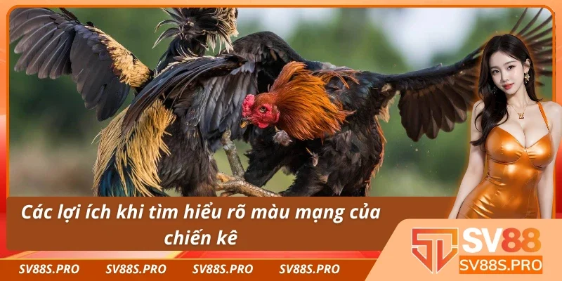 Những lý do nên tìm hiểu các loại màu mạng gà đá theo ngày